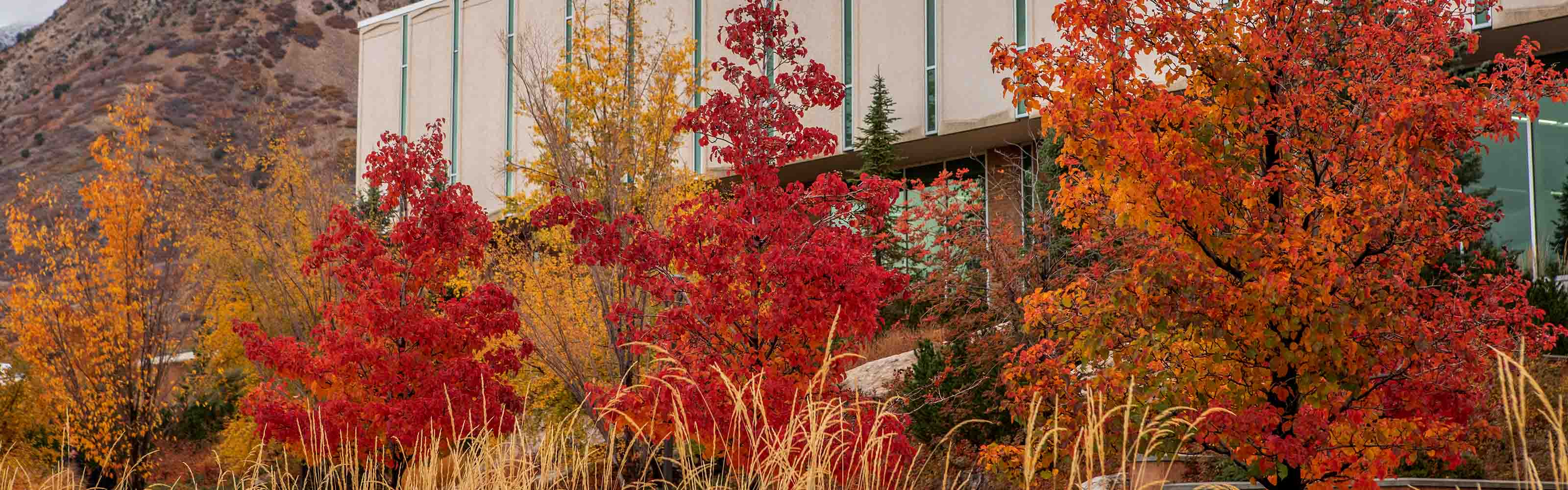 WSU Campus during fall.